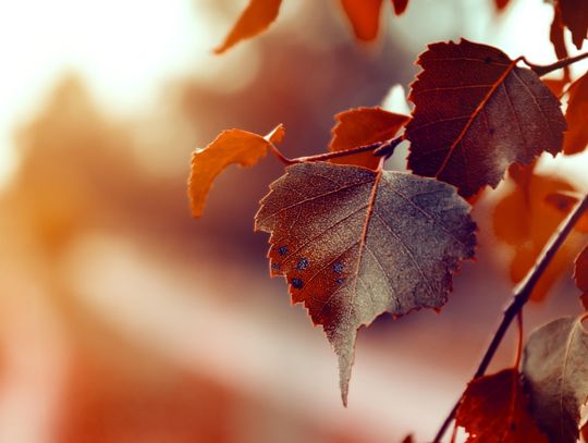 Pogoda na środę. Sprawdź, jaka będzie aura