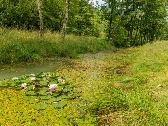 Pogoda na środę. Sprawdź, jaka będzie aura