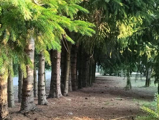 Pogoda na środę. Sprawdź, jaka będzie jutro aura