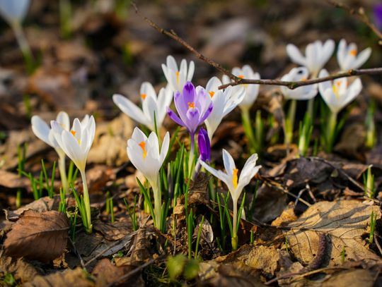 Pogoda na weekend. Sprawdź, jaka będzie aura