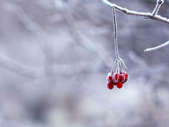 Pogoda na weekend. Temperatura ok. 0 °C. W sobotę słabe opady śniegu