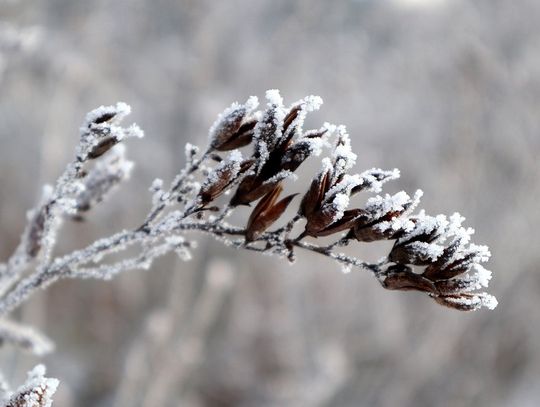 Pogoda na weekend. Zachmurzenie, słabe opady śniegu oraz mróz