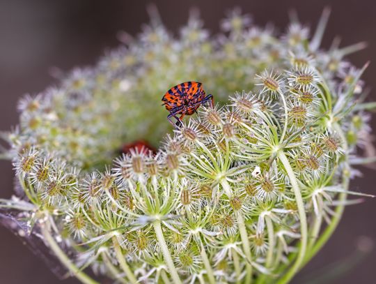 Pogoda na wtorek. Napływa polarnomorskie powietrze