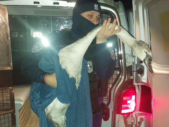 Lubelskie. Policjanci ratowali łabędzia