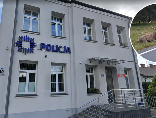 Policjant z Międzyrzeca Podlaskiego wydalony za brak pomocy potrąconemu zwierzęciu Policjant z Międzyrzeca Podlaskiego wydalony za brak pomocy potrąconemu zwierzęciu