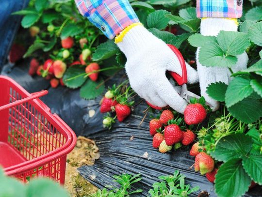 Polskie truskawki w tym roku będą wcześniej. Nie wiadomo, co z ceną