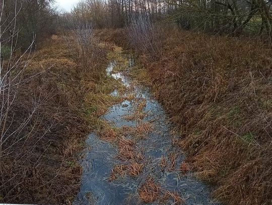 Polubicze. Muława zarośnięta. Rolnicy alarmują: "Będzie dramat!" rzeka Muława
