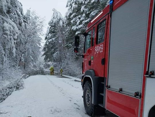 powalone drzewo, zima