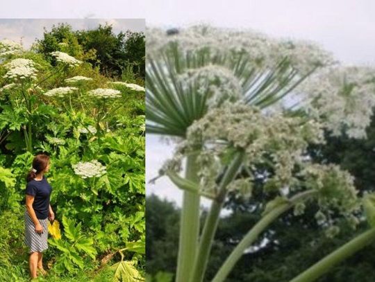 Poparzenia i wstrząs. Są miejsca, które całkowicie opanował barszcz Sosnowskiego