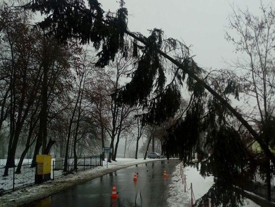 Powalone drzewa i zalane piwnice. Styczeń okresem zagrożeń pogodowych