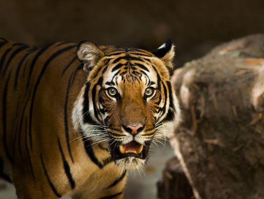 Powiat bialski: Kto i ile zrobił dla tygrysów