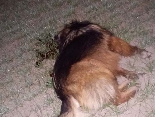 Powiat bialski: Myśliwy zastrzelił psa. Cofnięto mu pozwolenie na broń