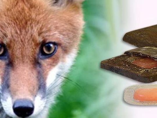 Powiat łosicki. Będą szczepić lisy