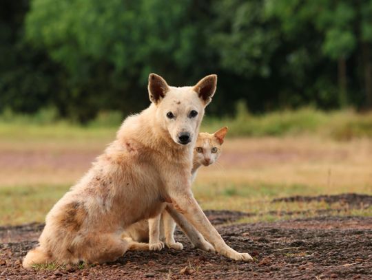 Powiat łosicki. Gminy zadbają o psy i koty