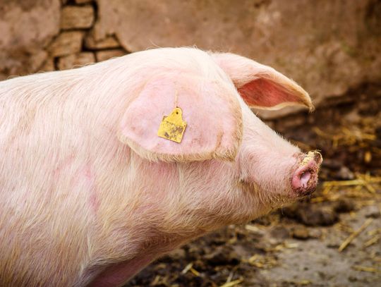 Powiat łosicki. Kolejne przypadki afrykańskiego pomoru świń
