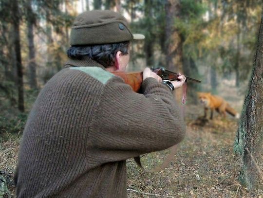 Powiat łosicki. Lis rzucił się na myśliwego