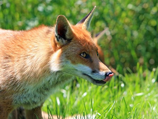 Powiat łosicki. Nadleci pomoc przeciw wściekliźnie