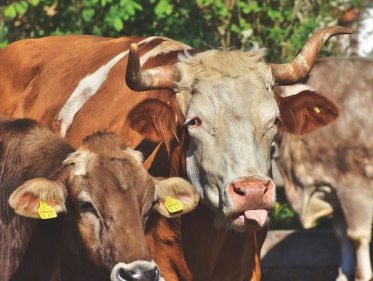 Powiat łosicki: Po regionie grasują niebezpieczne byki