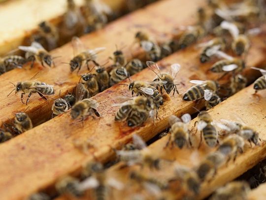 Powiat Parczewski: Pszczelarze stanęli w obronie drzew