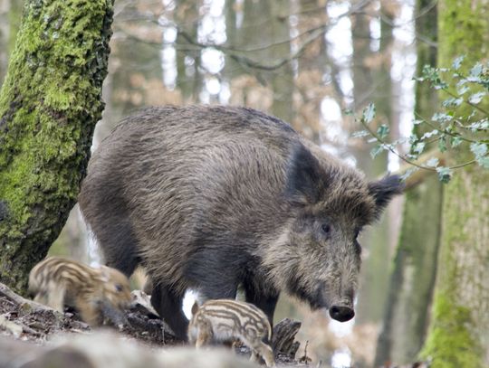 Powiat parczewski walczy z ASF. Służby szukają padłych zwierząt