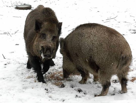 Powiat Radzyński: ASF atakuje świnie, do odstrzału idą dziki