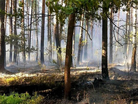Pożar w Ultrówce. Paliły się ponad 2 ha lasu