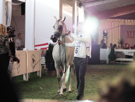 Pride of Poland z wynikiem prawie 1,6 mln euro