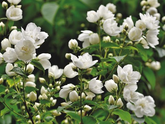 Prognoza pogody na piątek. Sprawdź, jaka aura nas czeka