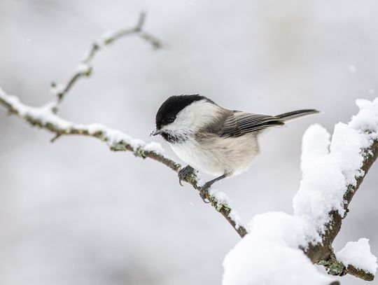 Prognoza pogody na piątek. Zachmurzenie całkowite, może popadać śnieg