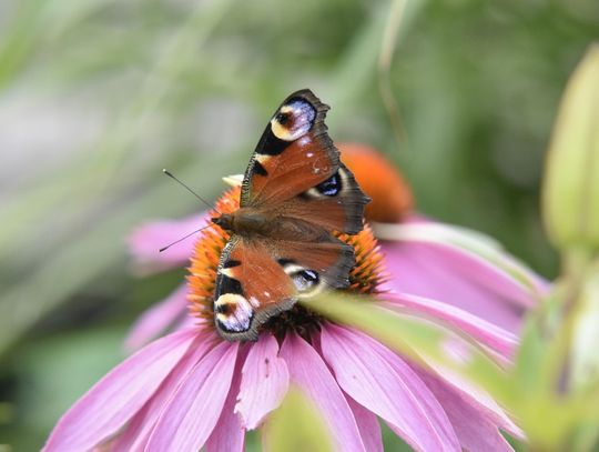 Prognoza pogody na poniedziałek
