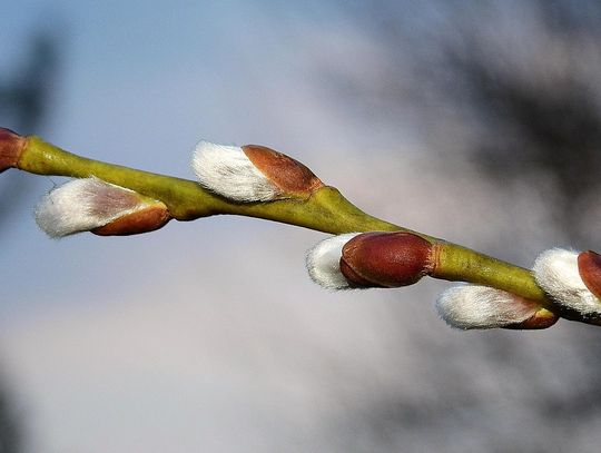 Prognoza pogody na poniedziałek. W południe będzie słonecznie Prognoza pogody na poniedziałek. W południe będzie słonecznie