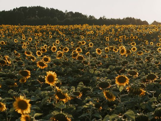 Prognoza pogody na poniedziałek. Sprawdź, jaka aura nas czeka