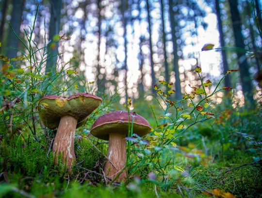 Prognoza pogody na poniedziałek. Sprawdź, jaka będzie aura