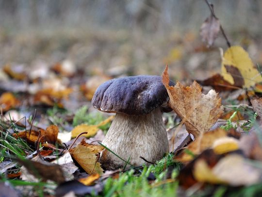 Prognoza pogody na środę