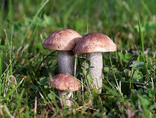 Prognoza pogody na środę