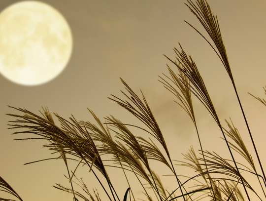 Przed nami sierpniowa pełnia Księżyca. Sprawdź kiedy