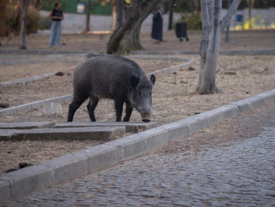 Przeszukują lasy w poszukiwaniu dzików. Jest ostrzeżenie dla kierowców
