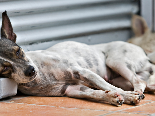 Przybywa bezdomnych zwierząt