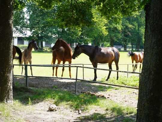Przygotowania do aukcji na finiszu