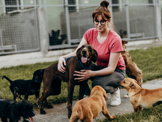 Psinder, czyli Psi Tinder