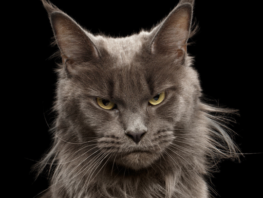 Ptasia grypa u kotów. Właściciele padłych zwierząt pod lupą sanepidu