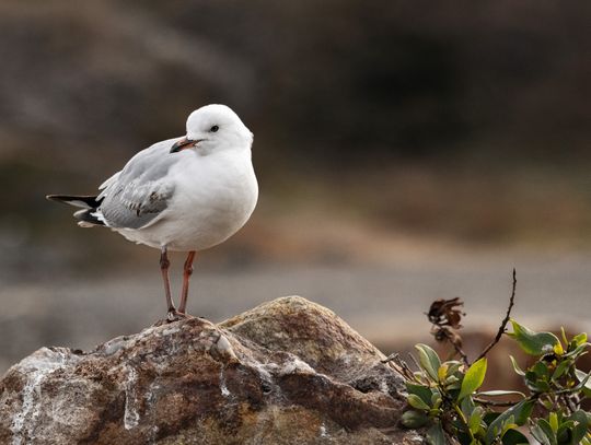 Ptasia grypa w Berezie. Weterynaria wydała komunikat