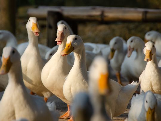Ptasia grypa znów uderza w gminę Siemień. Do utylizacji ponad 26 tysięcy kaczek