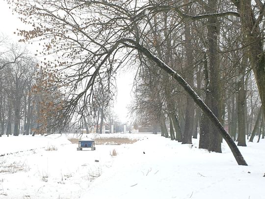 Radzyń Podlaski: Miał być Wersal, będzie wycinka