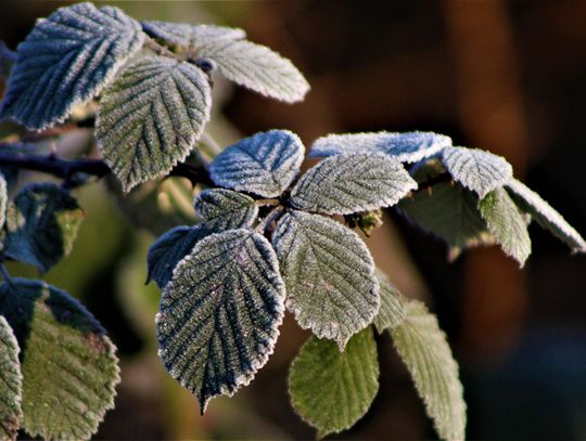 Rano "na minusie". Pogoda na środę