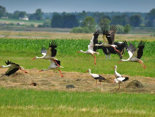 Region: Boćków ci u nas wciąż dostatek