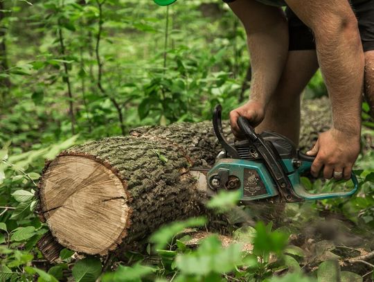 Region. Piły i siekiery warto odłożyć do października