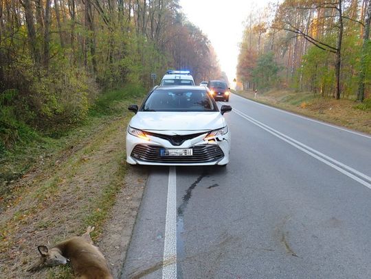 Uwaga, dzikie zwierzęta na drogach! Kierowca toyoty zderzył się z sarną