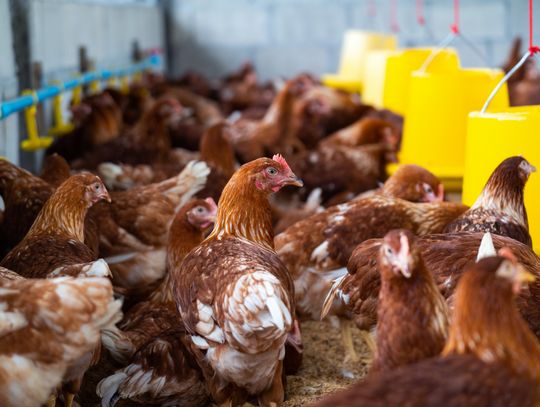 Rząd zaostrza kurs: nie będzie odszkodowań bez bioasekuracji