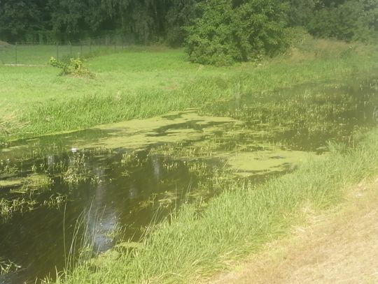 Rzeka zarasta, ale na koszenie musi poczekać